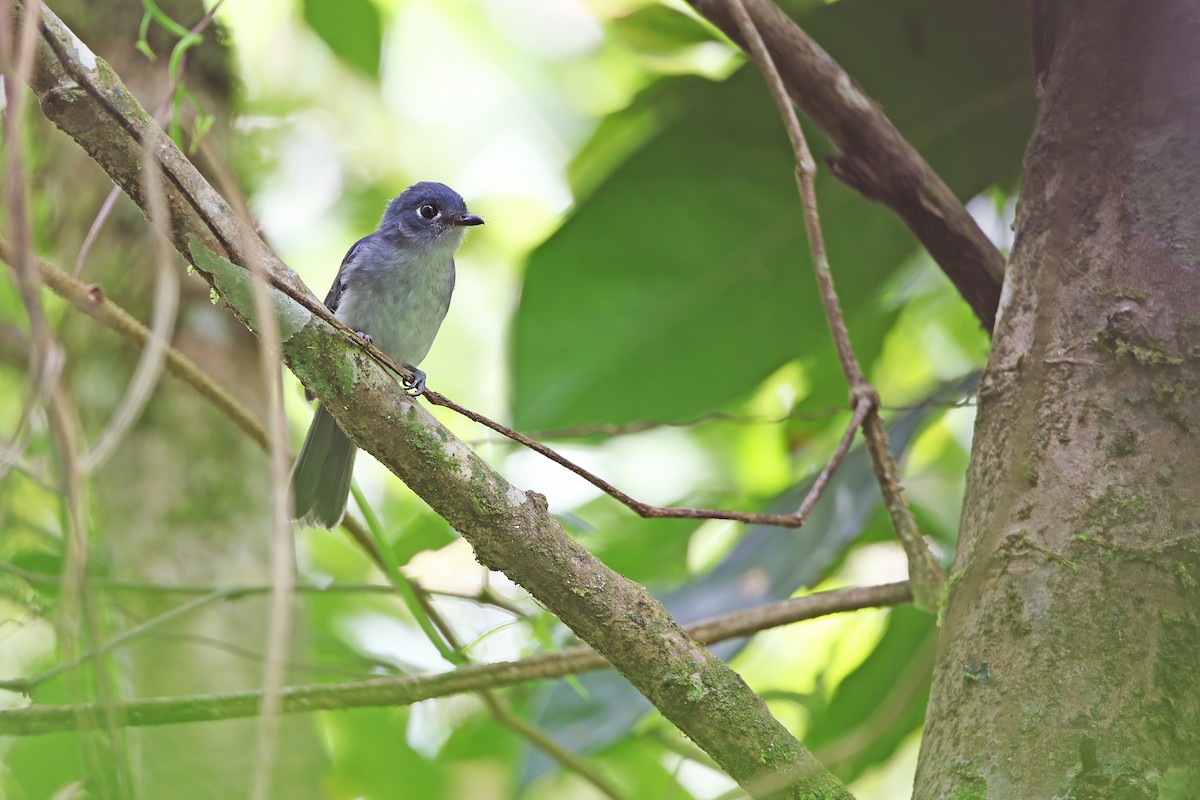 Cerulean Flycatcher - ML624120552