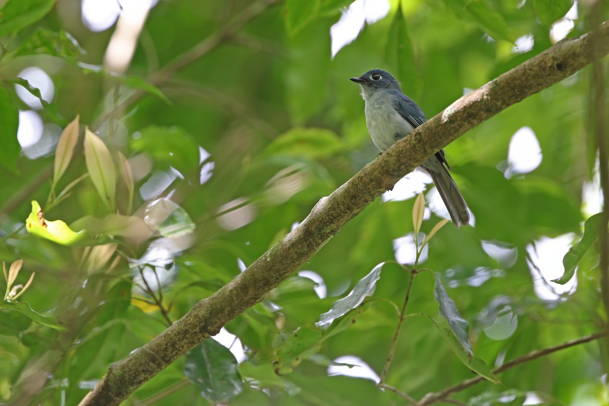 Cerulean Flycatcher - ML624120553