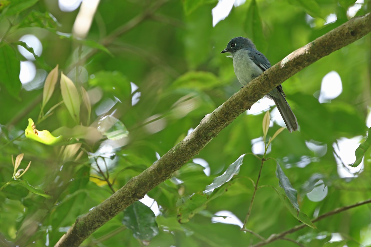 Cerulean Flycatcher - ML624120554