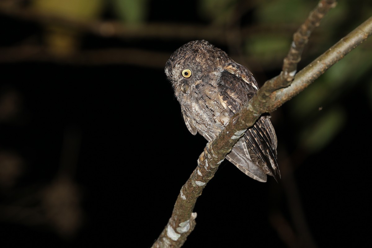 Sangihe Scops-Owl - ML624120555