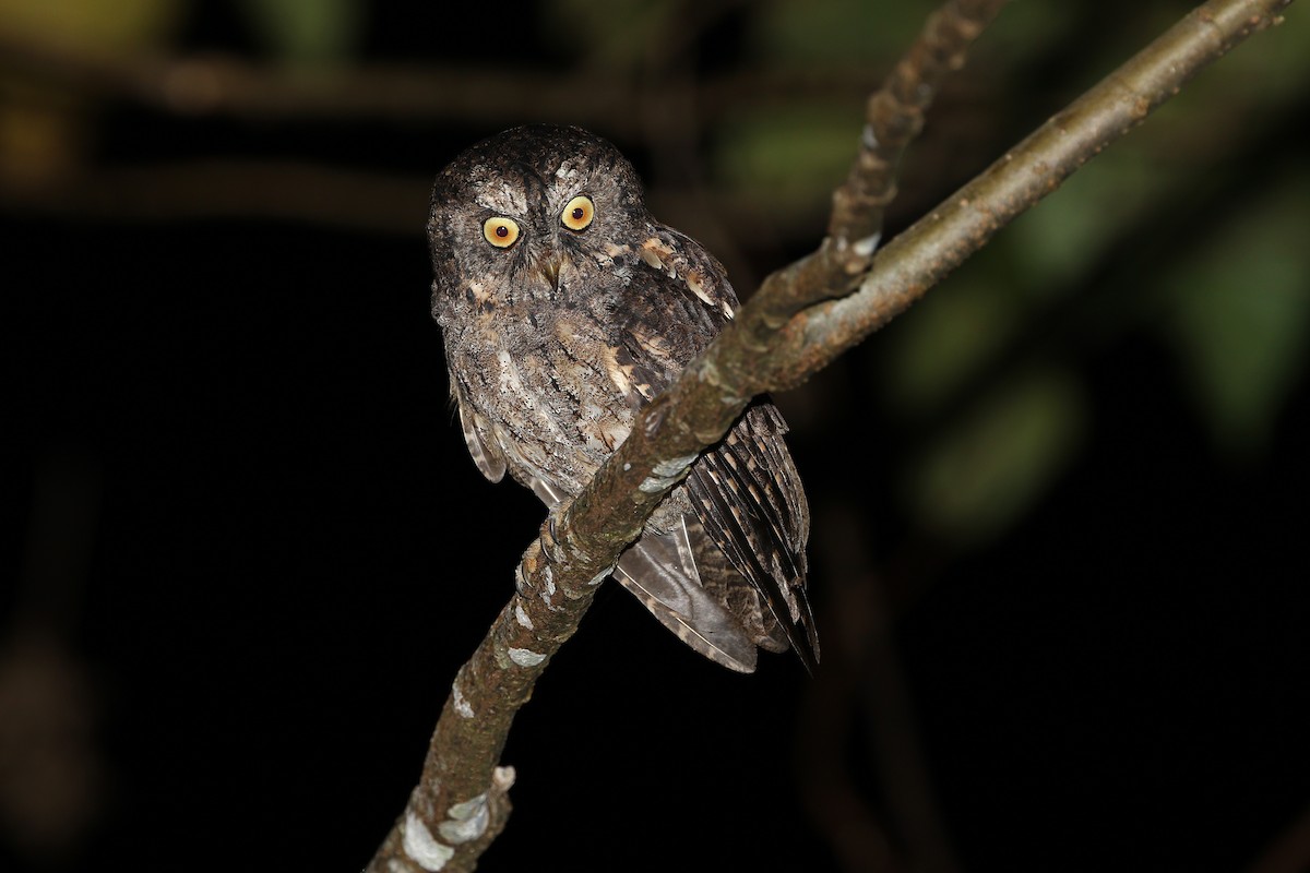 Sangihe Scops-Owl - ML624120556