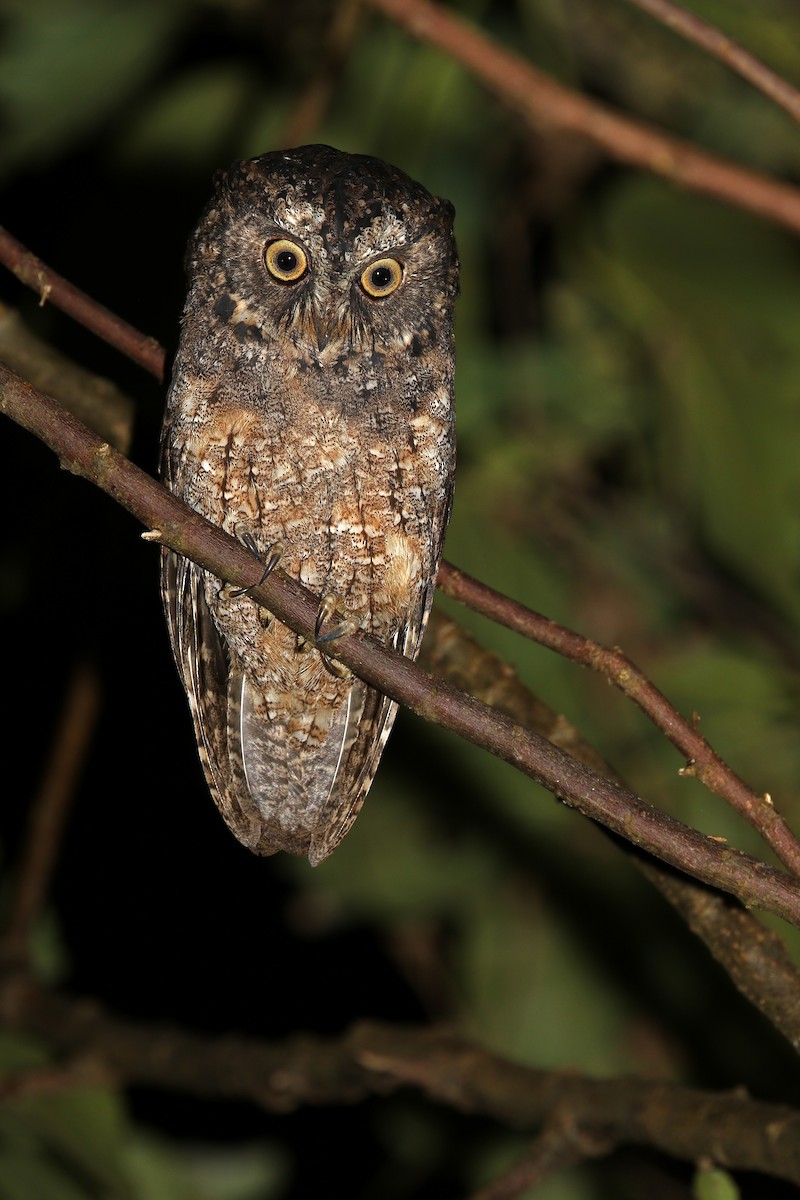 Sangihe Scops-Owl - James Eaton