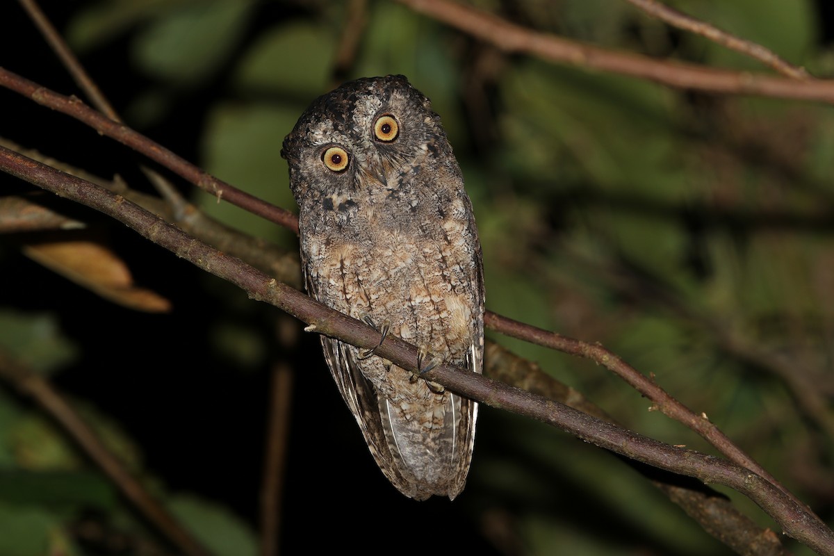 Sangihe Scops-Owl - ML624120559