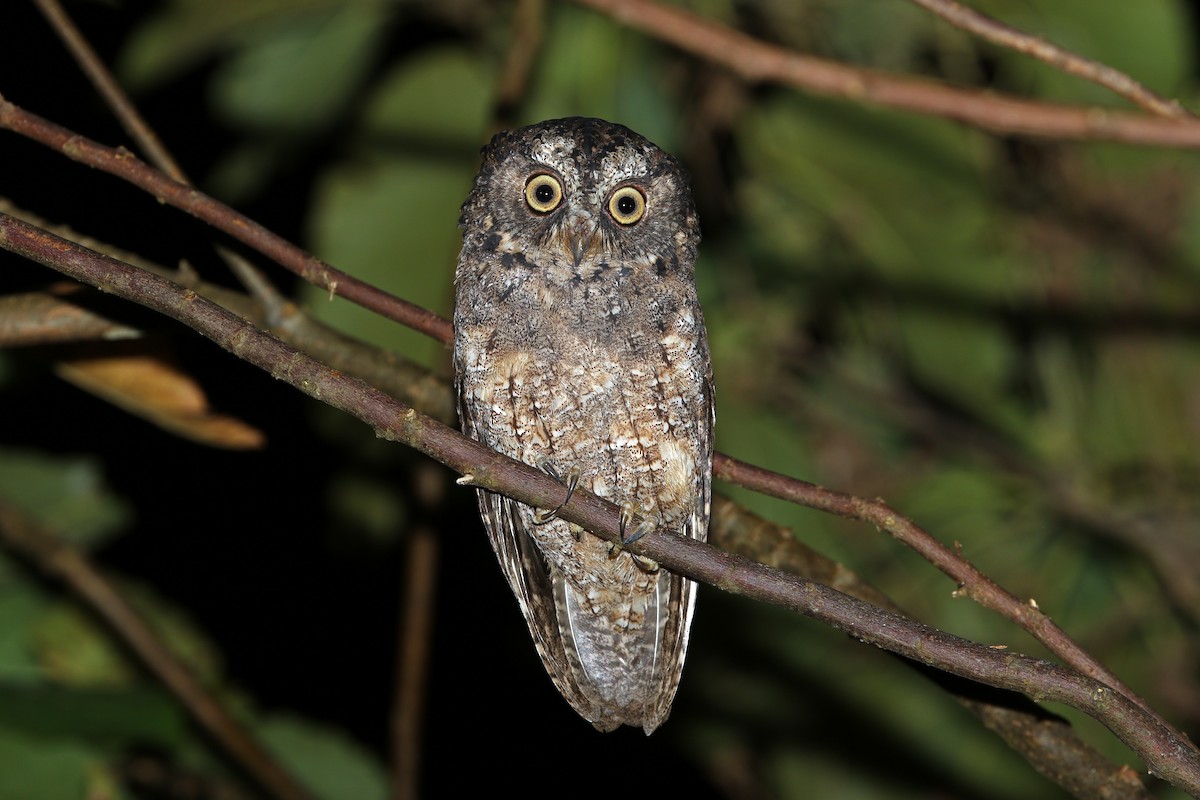 Sangihe Scops-Owl - James Eaton