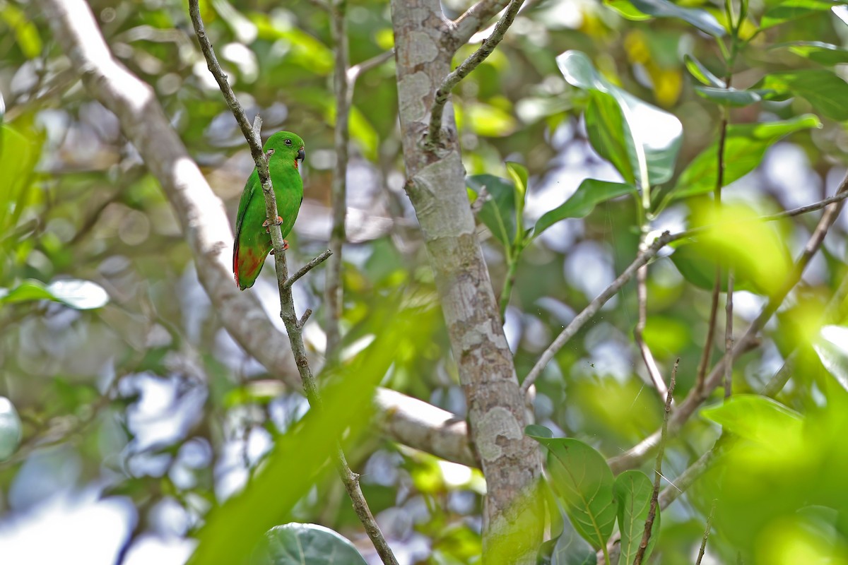 Sangihe Hanging-Parrot - ML624120564