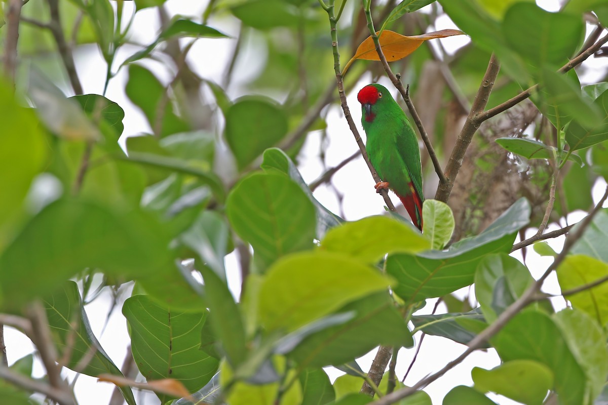 Sangihe Hanging-Parrot - ML624120565