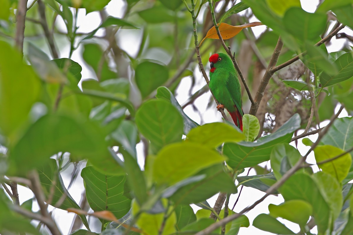 Sangihe Hanging-Parrot - ML624120566