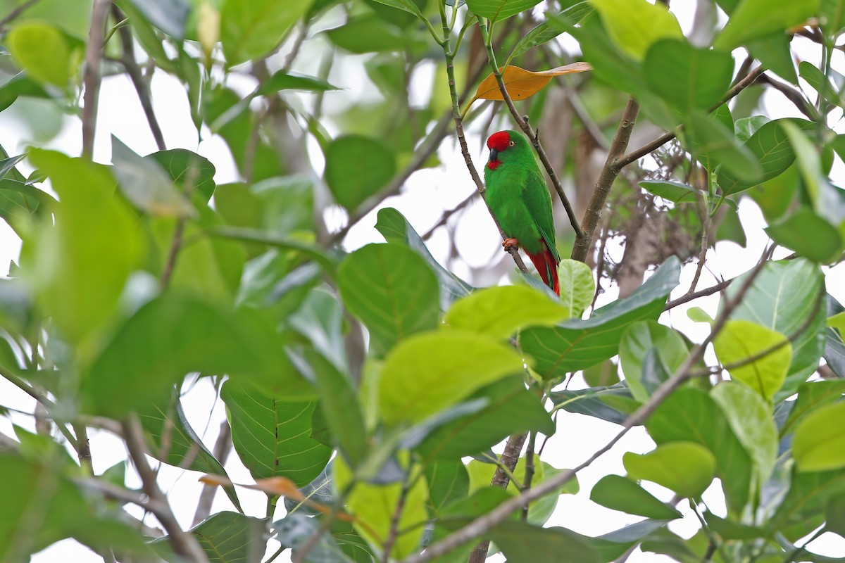 Sangihe Hanging-Parrot - ML624120567