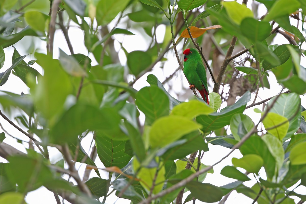 Sangihe Hanging-Parrot - ML624120568