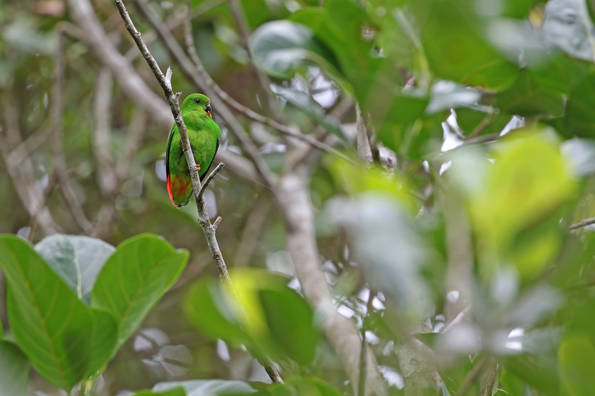 Sangihe Hanging-Parrot - ML624120569