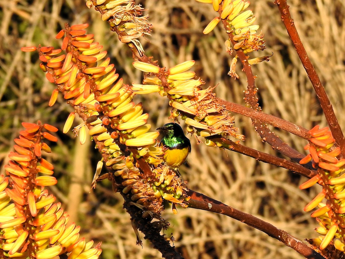 Collared Sunbird - Carmen Álvarez Montalbán