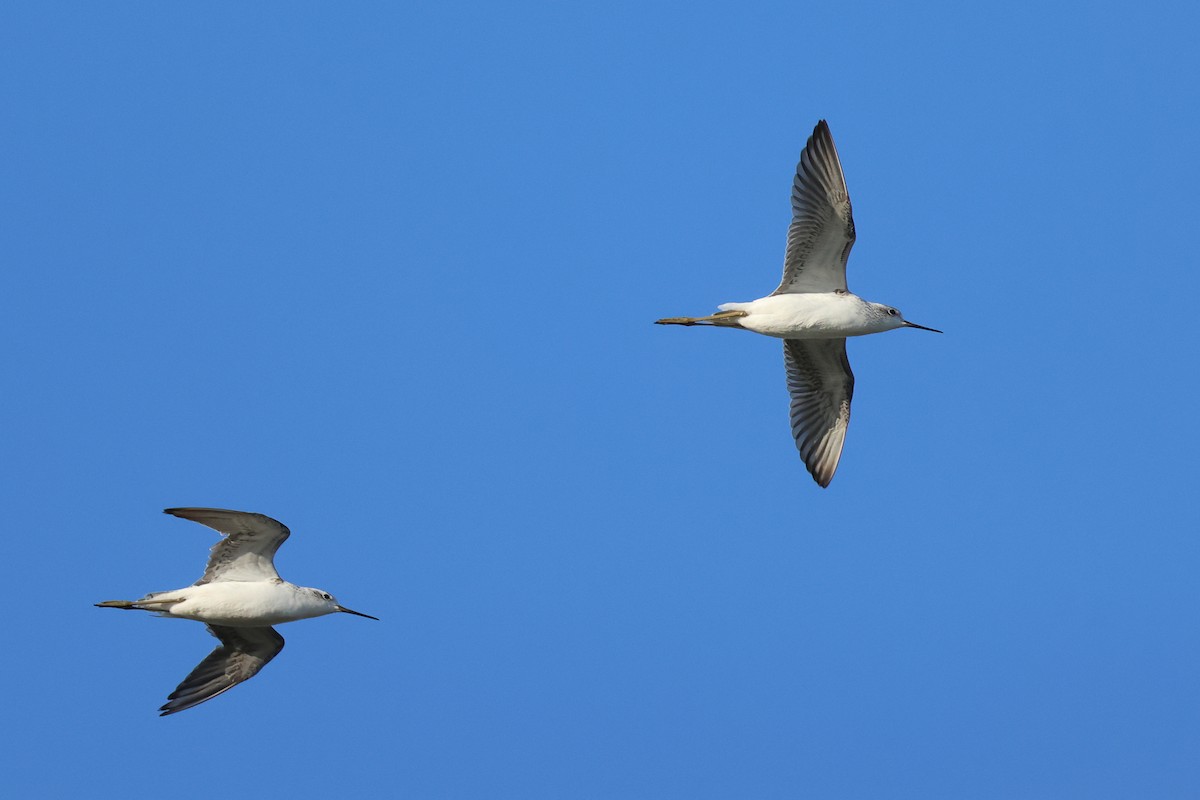 Marsh Sandpiper - ML624120589