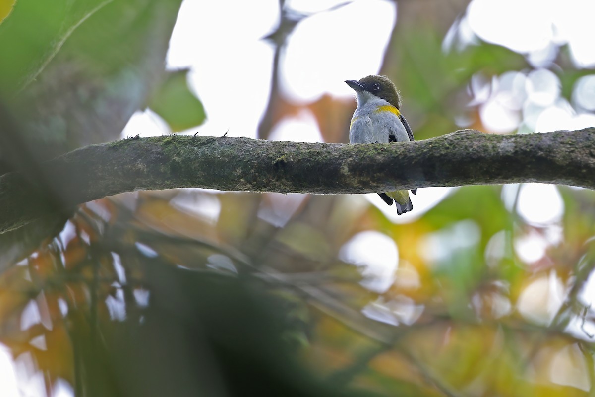 Yellow-sided Flowerpecker - ML624120628