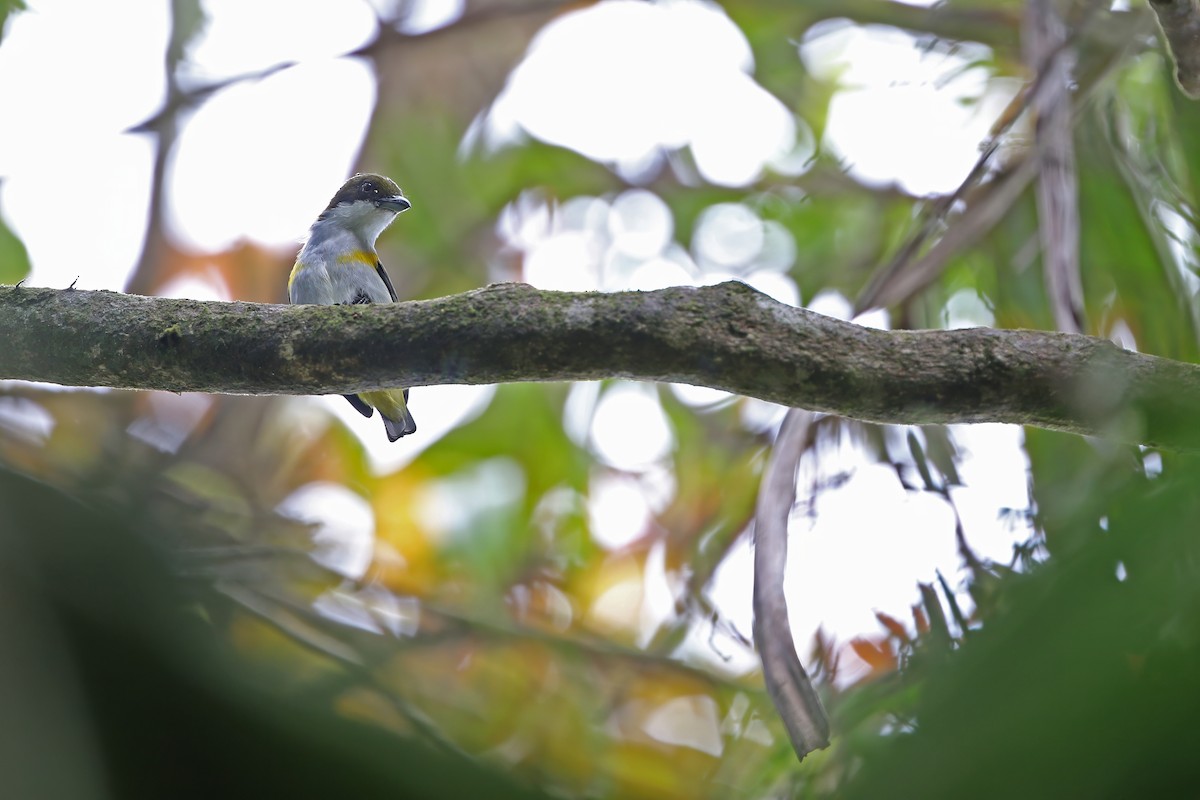 Yellow-sided Flowerpecker - ML624120629