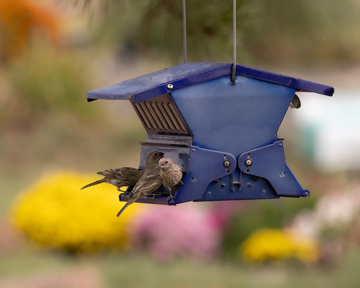 House Finch - ML624120671