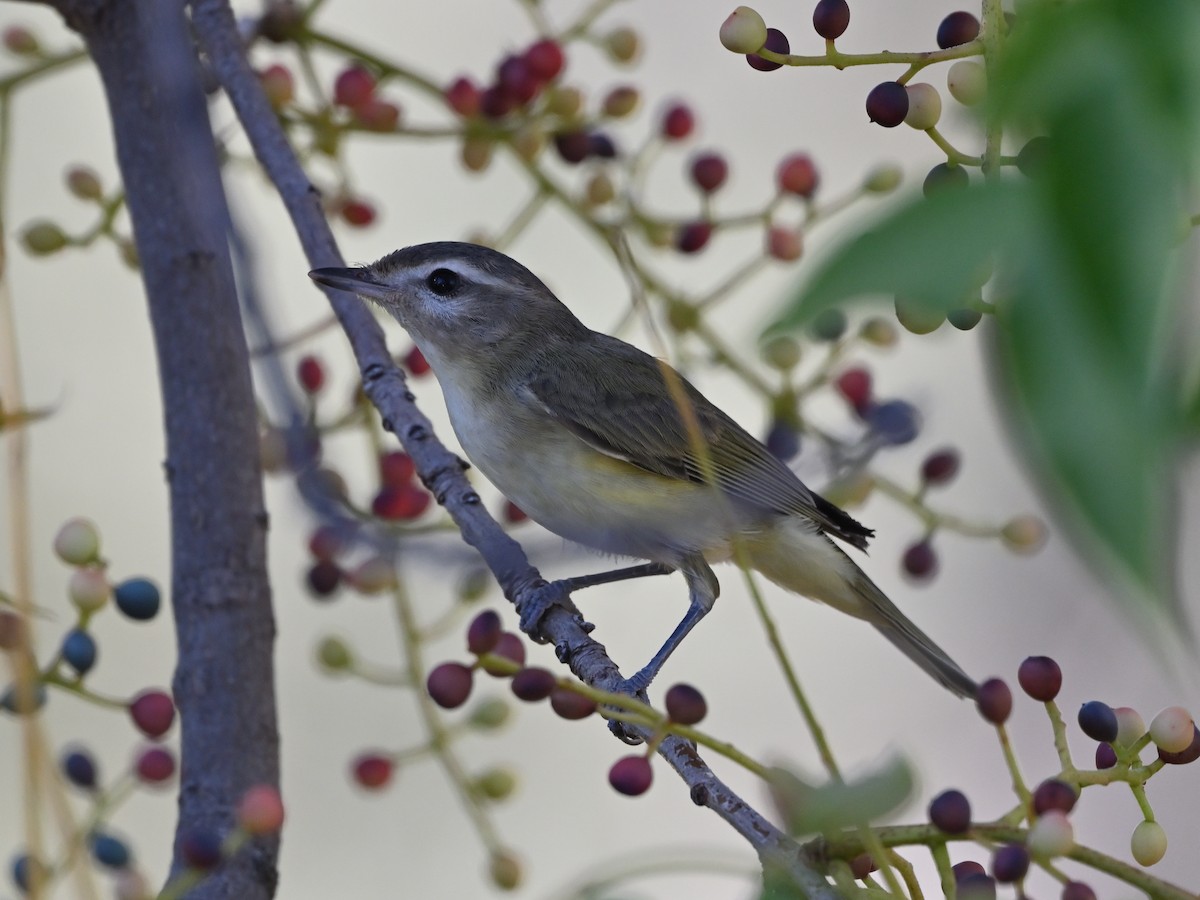 Warbling Vireo - ML624120672