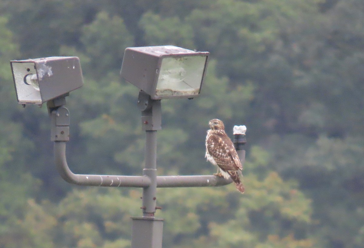 Red-shouldered Hawk - Tom Boyle