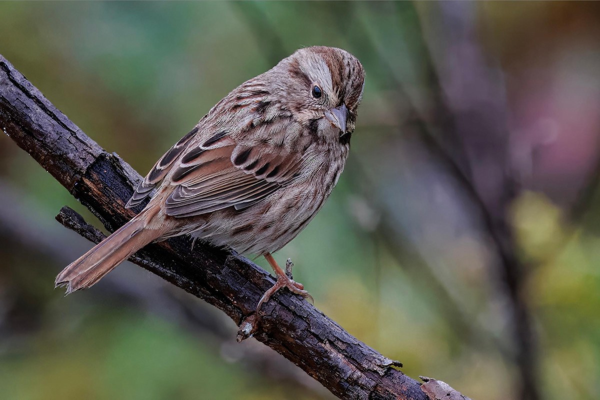 Song Sparrow - Cynthia McAllister