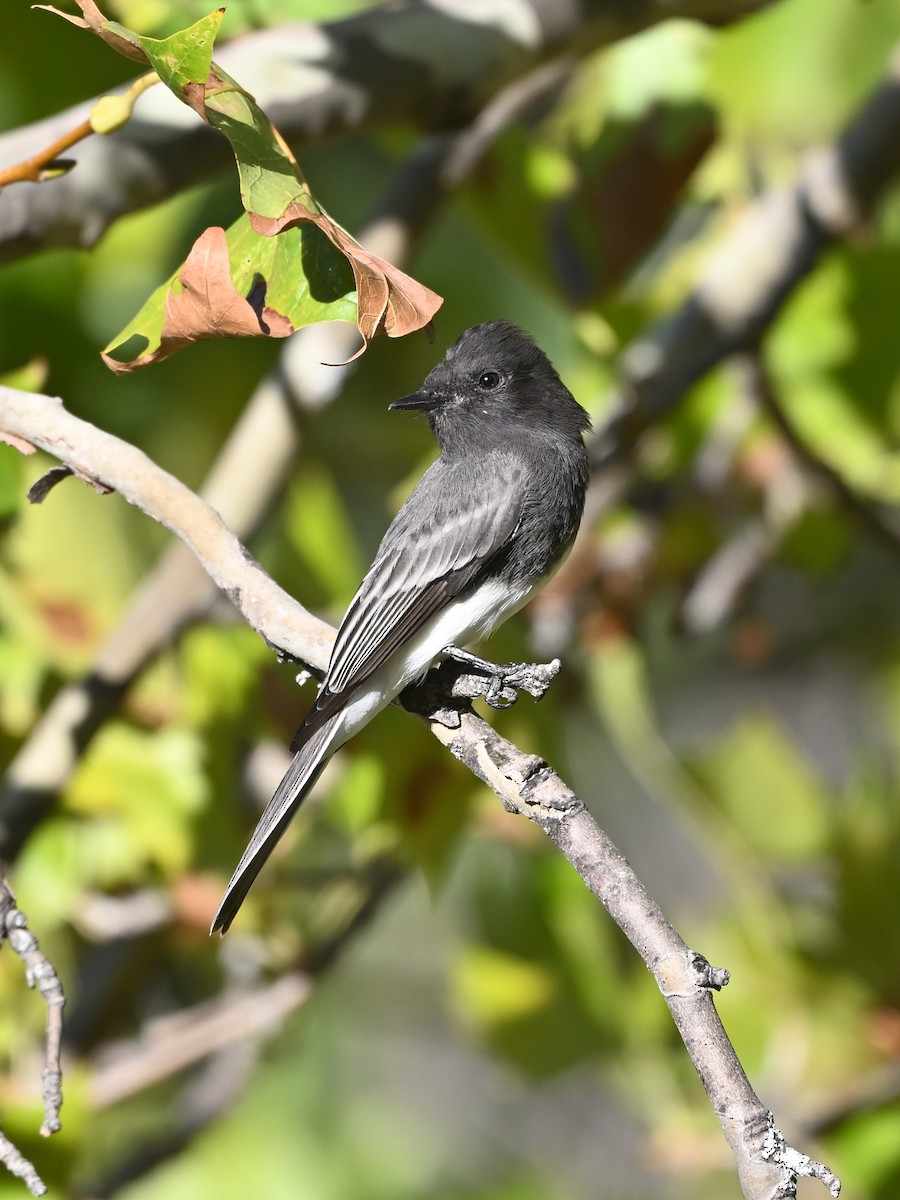 Black Phoebe - ML624120692