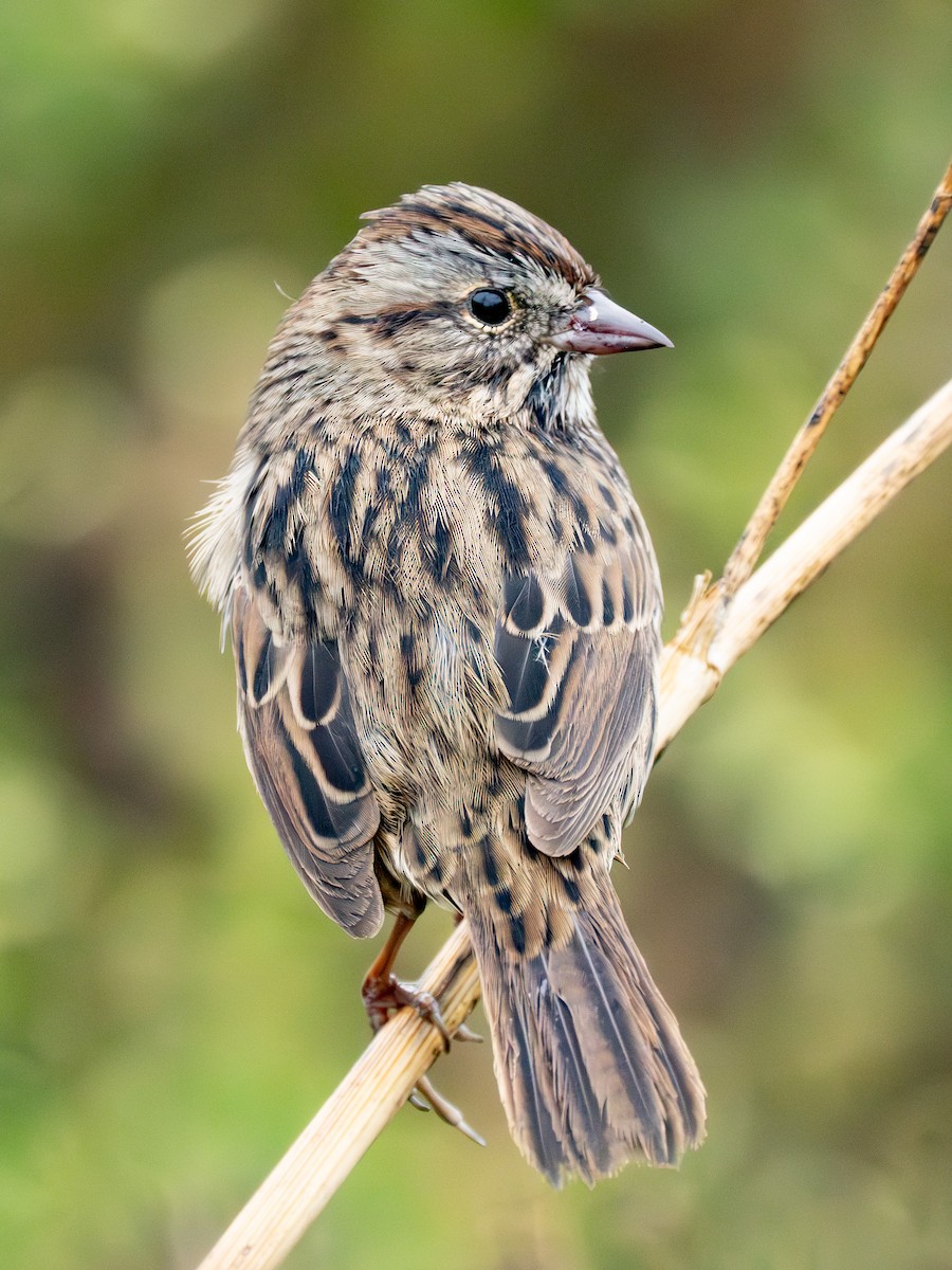 Lincoln's Sparrow - ML624120697