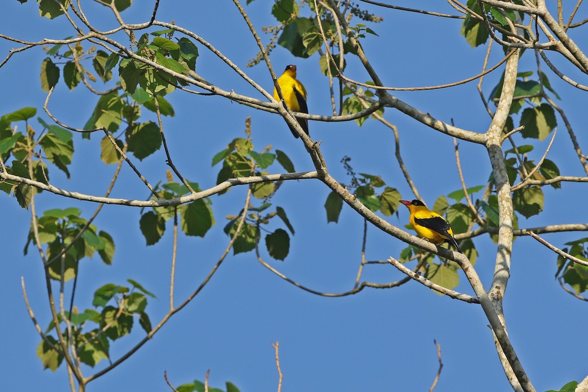 Black-naped Oriole (Sulawesi) - ML624120713