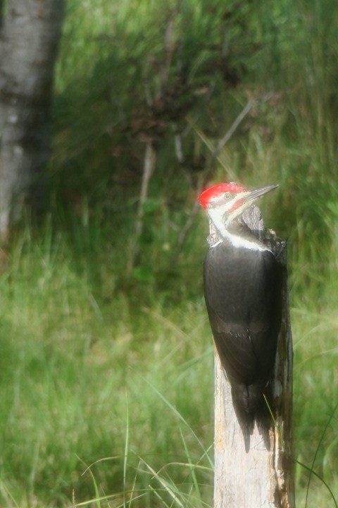 Pileated Woodpecker - ML624120722