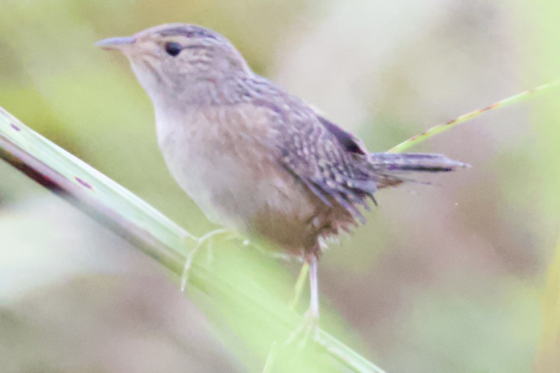 Sedge Wren - ML624120814