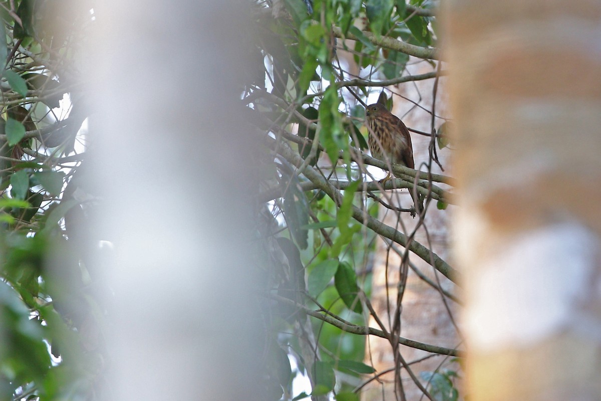 Vinous-breasted Sparrowhawk - ML624120884