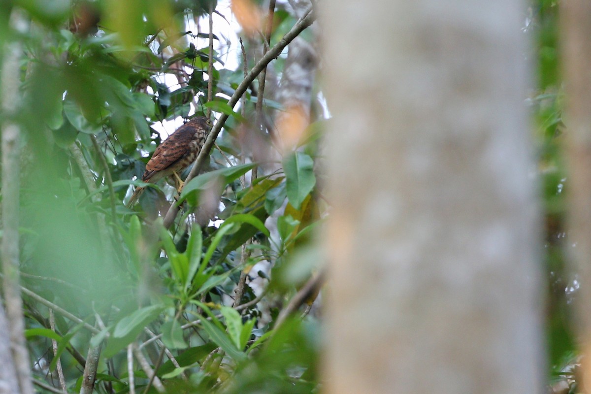 Vinous-breasted Sparrowhawk - ML624120885