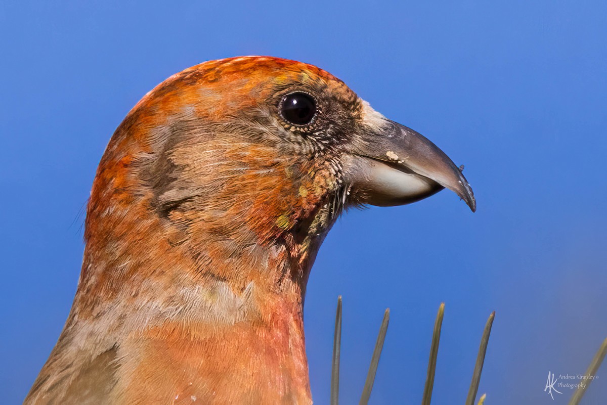 Red Crossbill - Andrea Kingsley