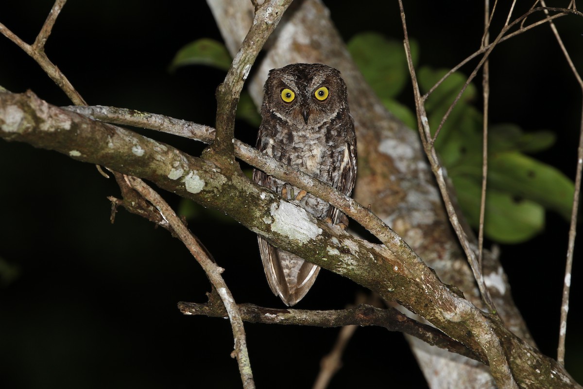 Banggai Scops-Owl - ML624120936