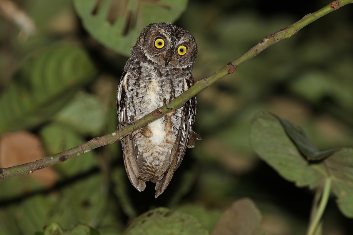 Banggai Scops-Owl - ML624120937