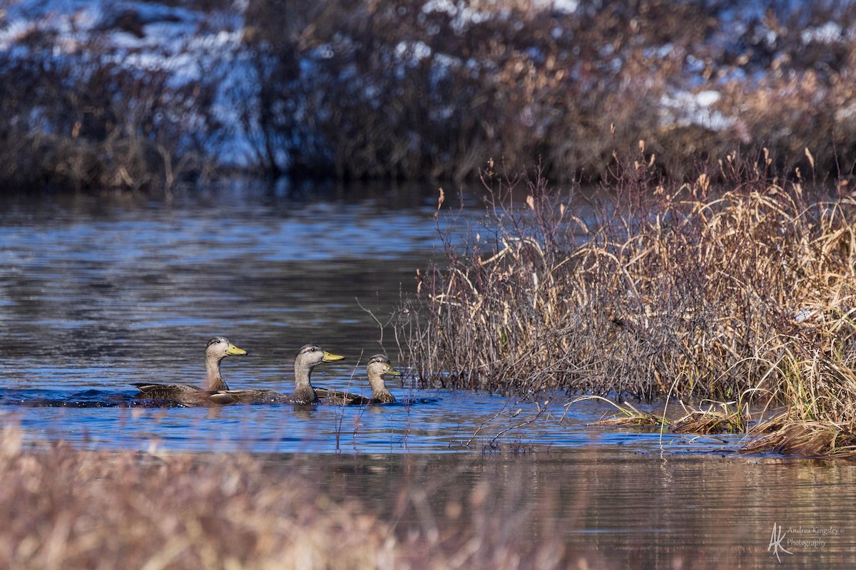 American Black Duck - Andrea Kingsley