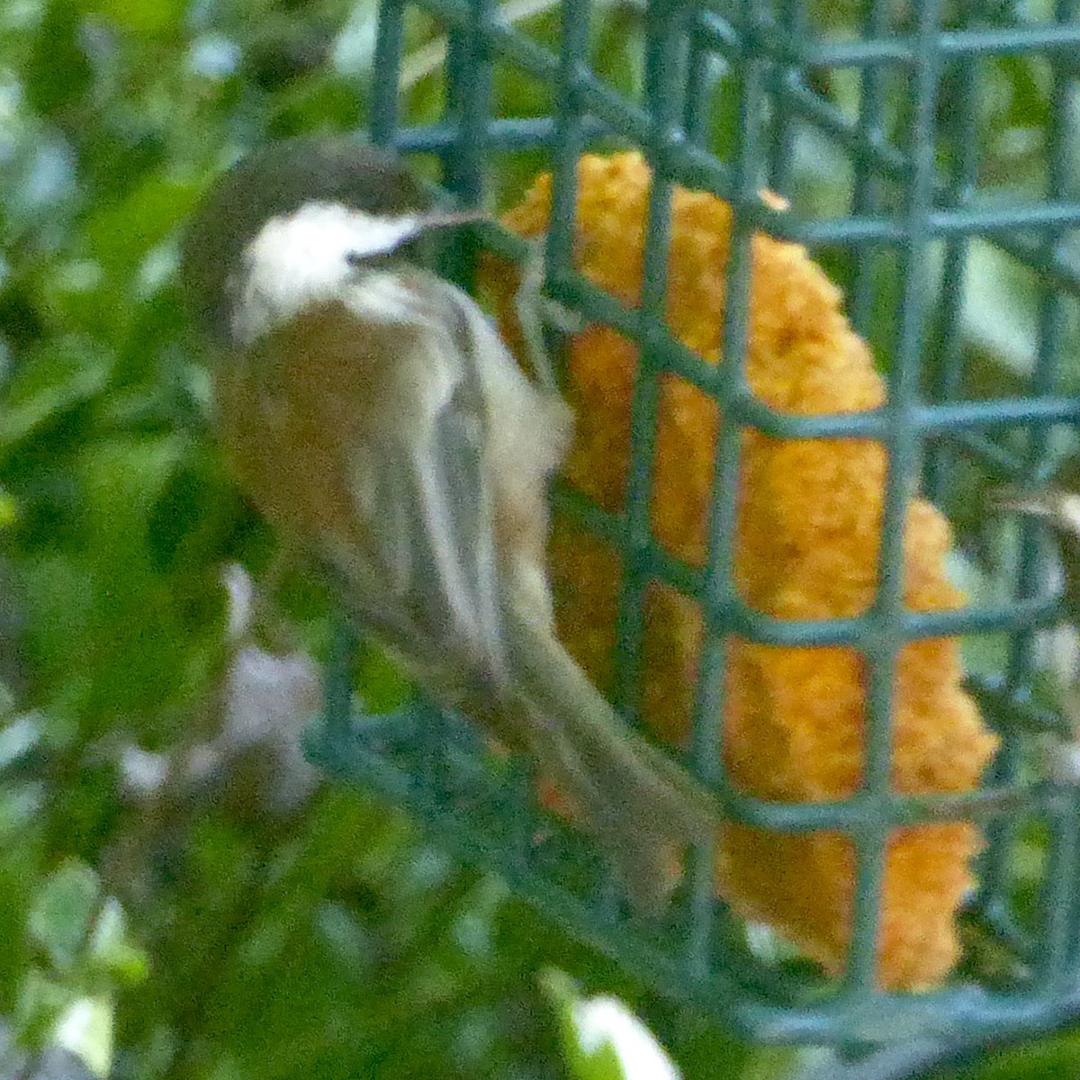 Chestnut-backed Chickadee - Anonymous