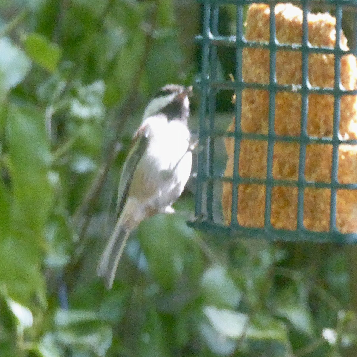 Mésange à dos marron - ML624120994