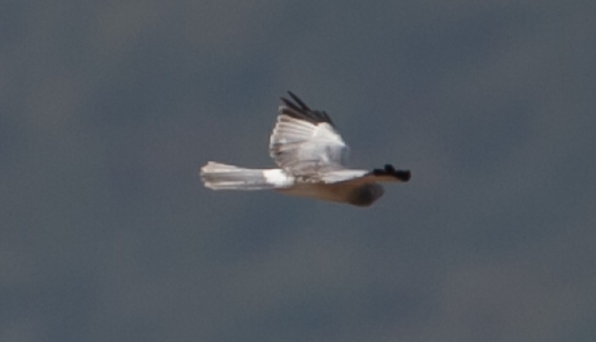 Hen Harrier - ML624121003