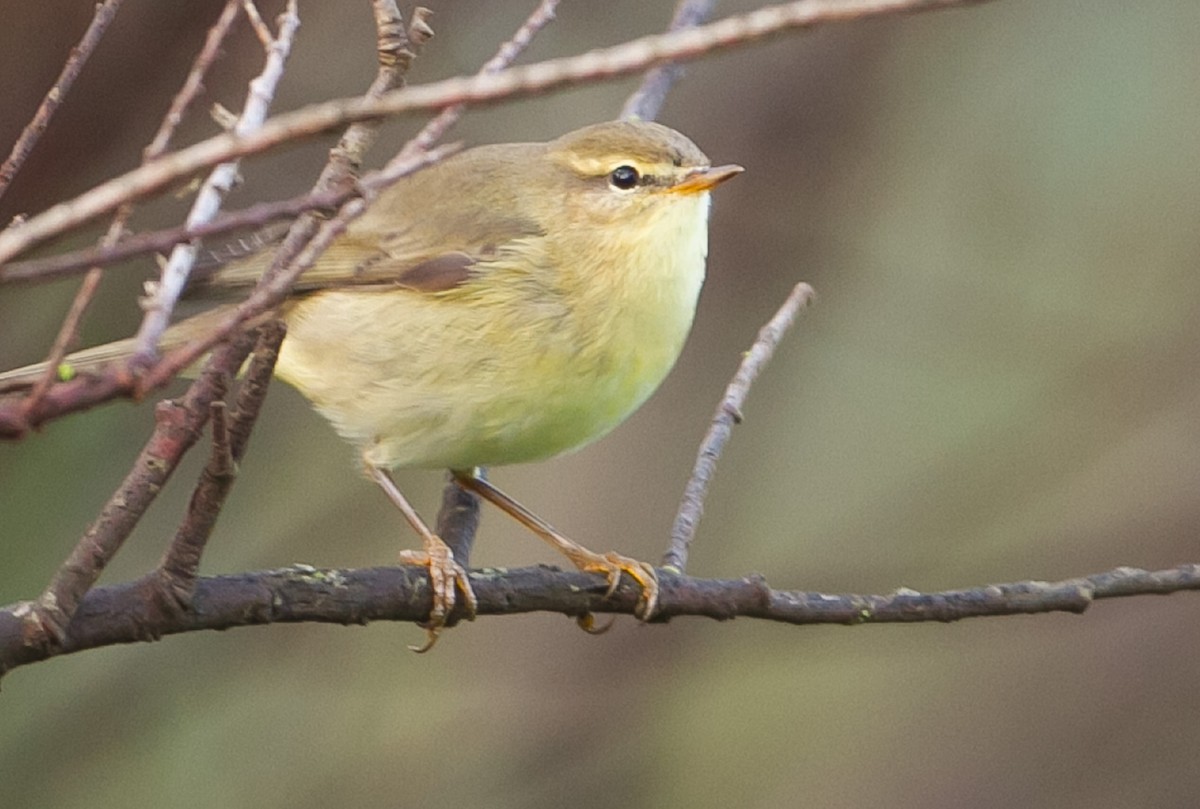 Willow Warbler - ML624121075