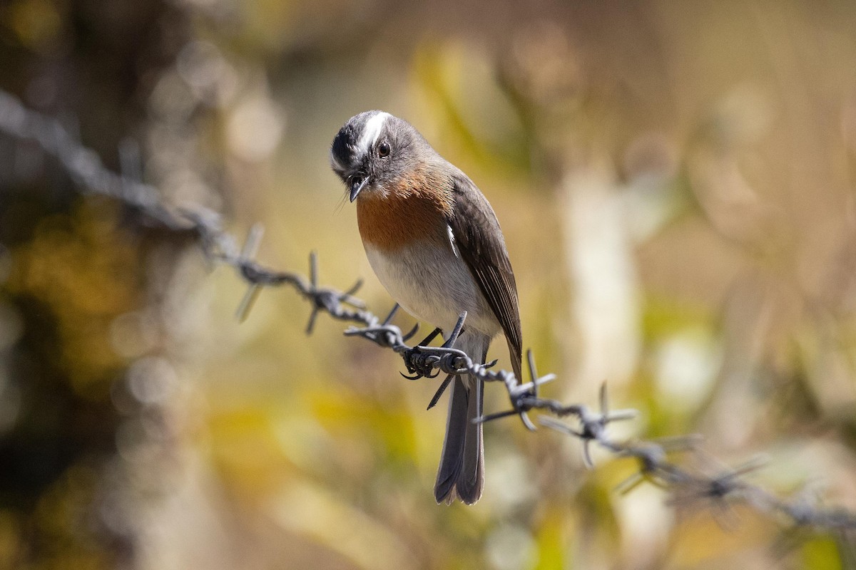 Rufous-breasted Chat-Tyrant - Eric VanderWerf