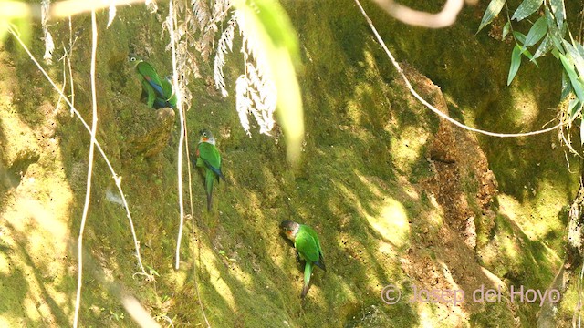 White-necked Parakeet - ML624121095