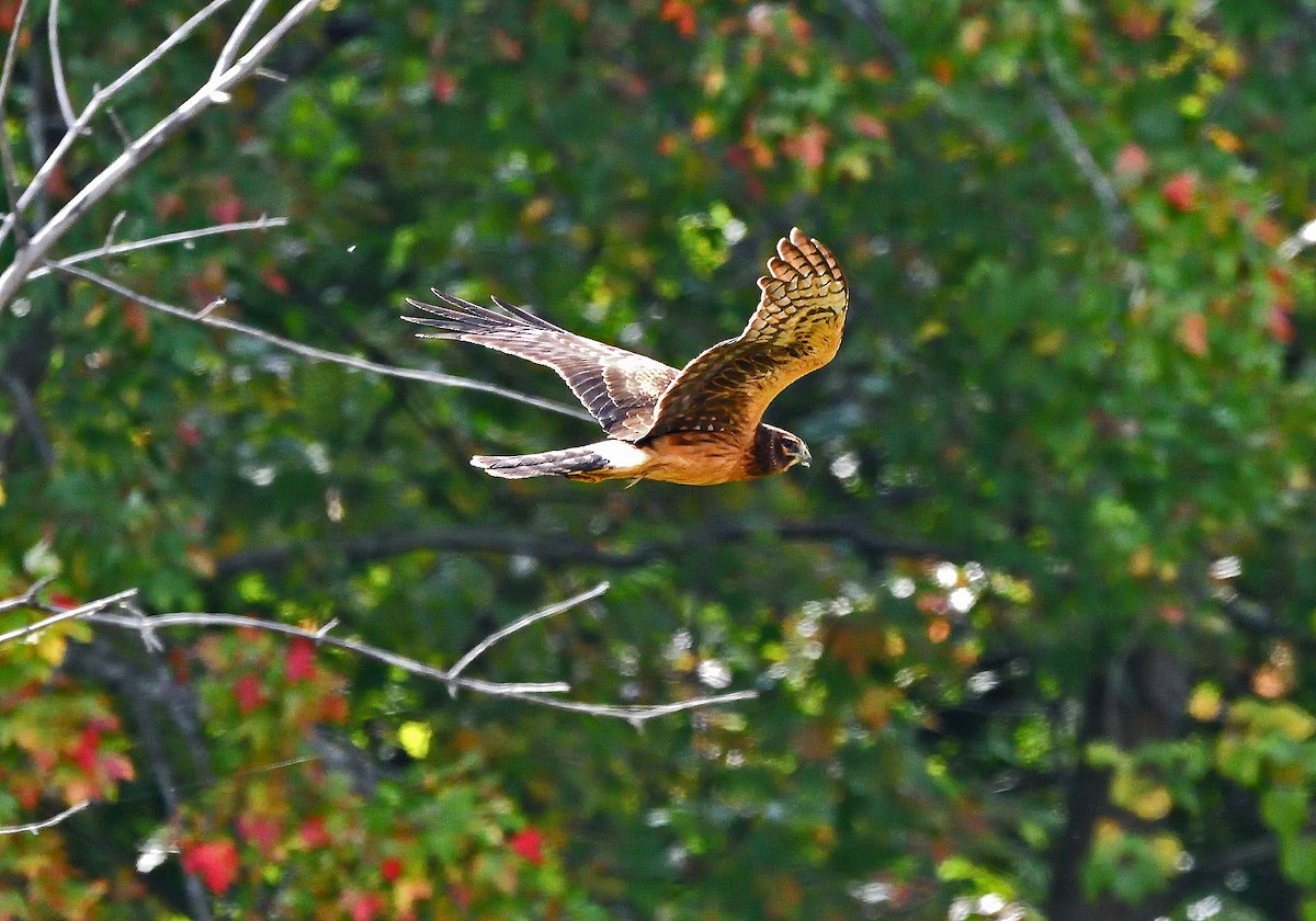 Northern Harrier - ML624121114