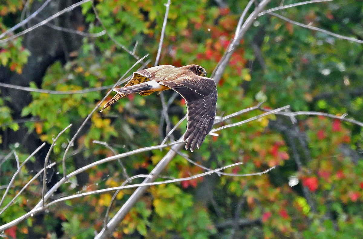 Northern Harrier - ML624121115