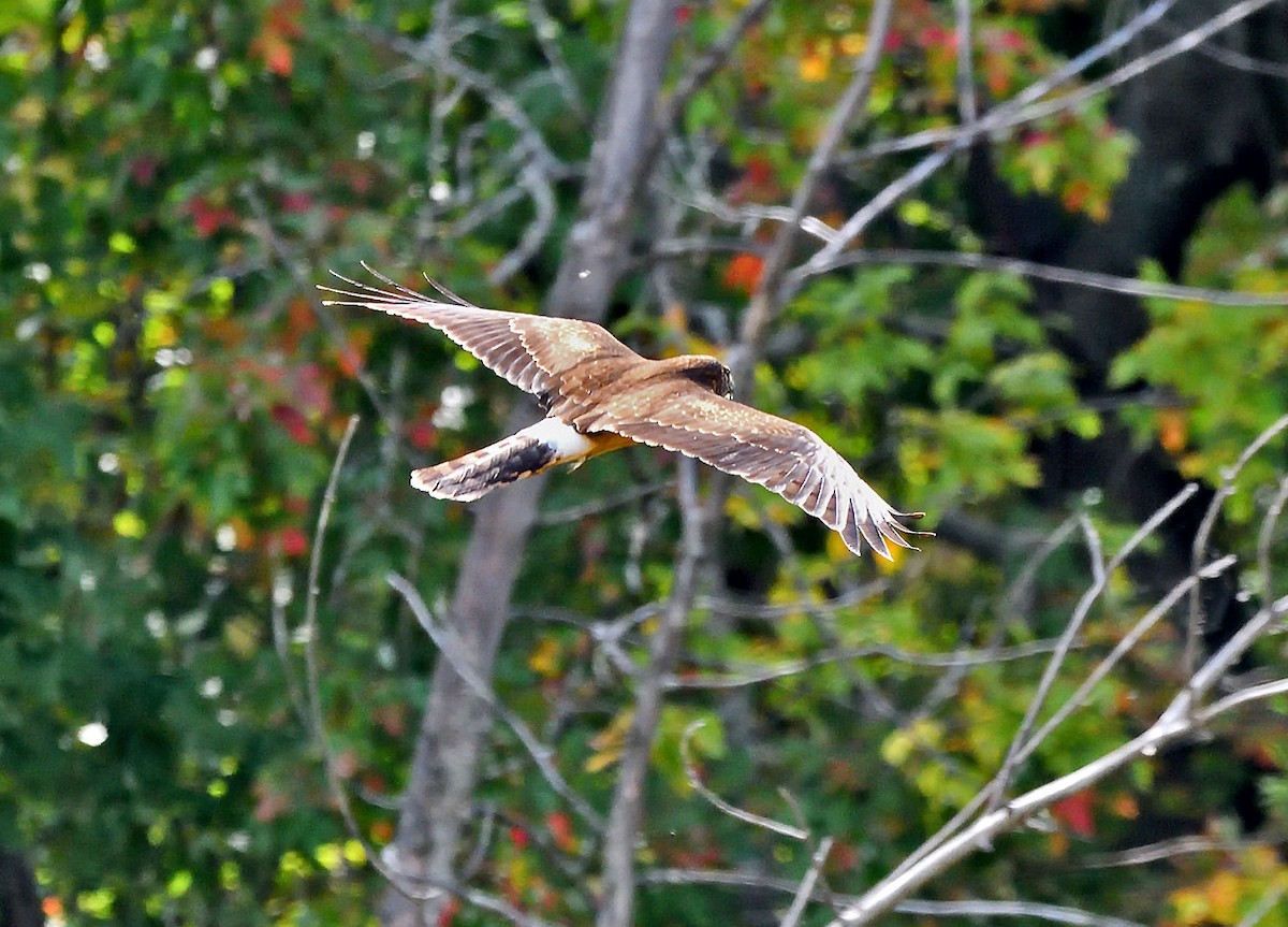 Northern Harrier - ML624121116