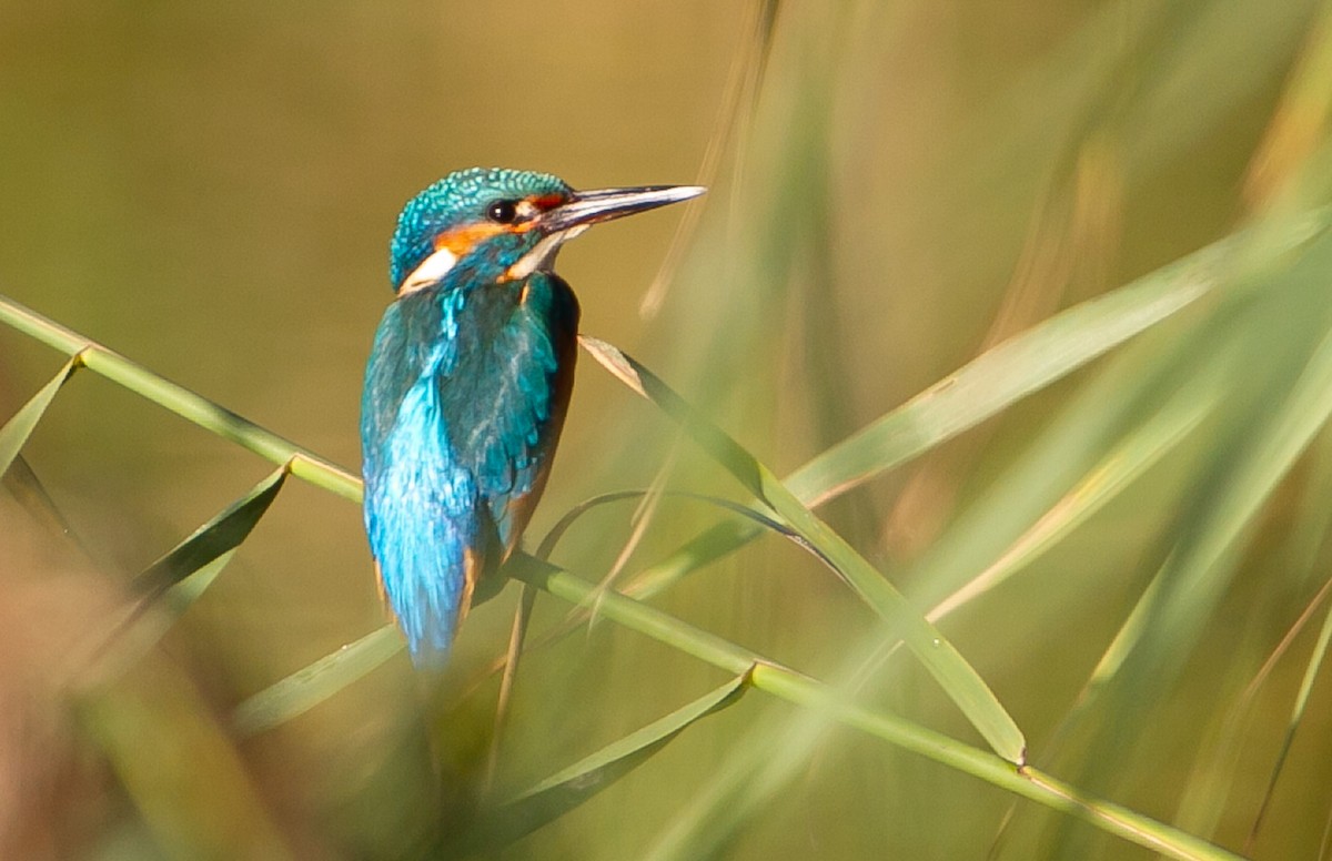 Common Kingfisher - ML624121124