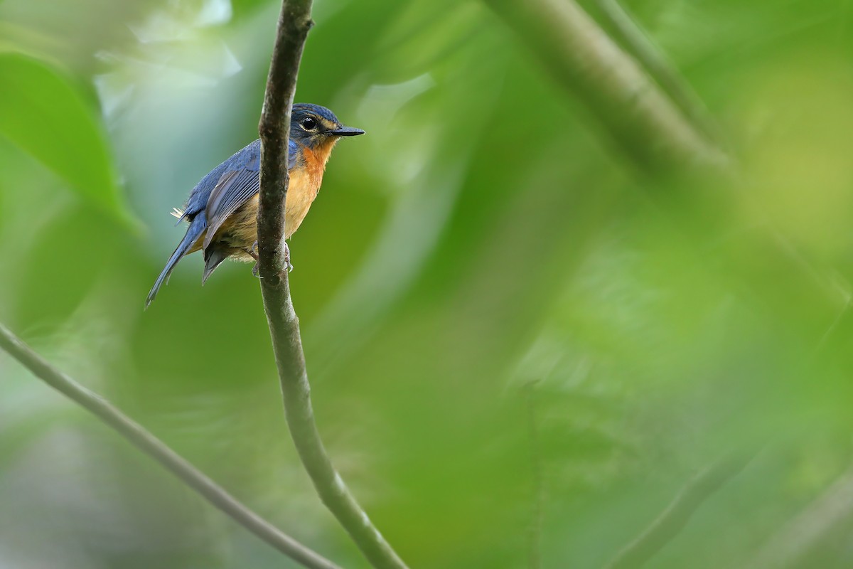 Sulawesi Blue Flycatcher (Sulawesi) - ML624121125