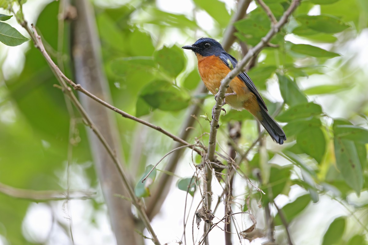 Sulawesi Blue Flycatcher (Sulawesi) - ML624121126