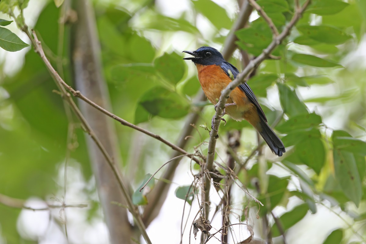 Sulawesi Blue Flycatcher (Sulawesi) - ML624121127