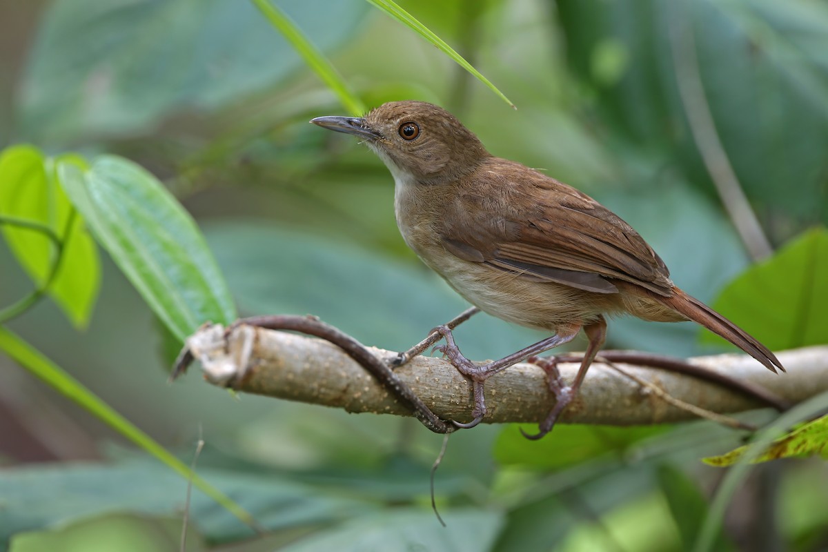 Sulawesi Babbler - ML624121160