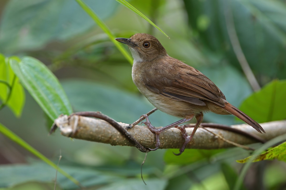 Sulawesi Babbler - ML624121161