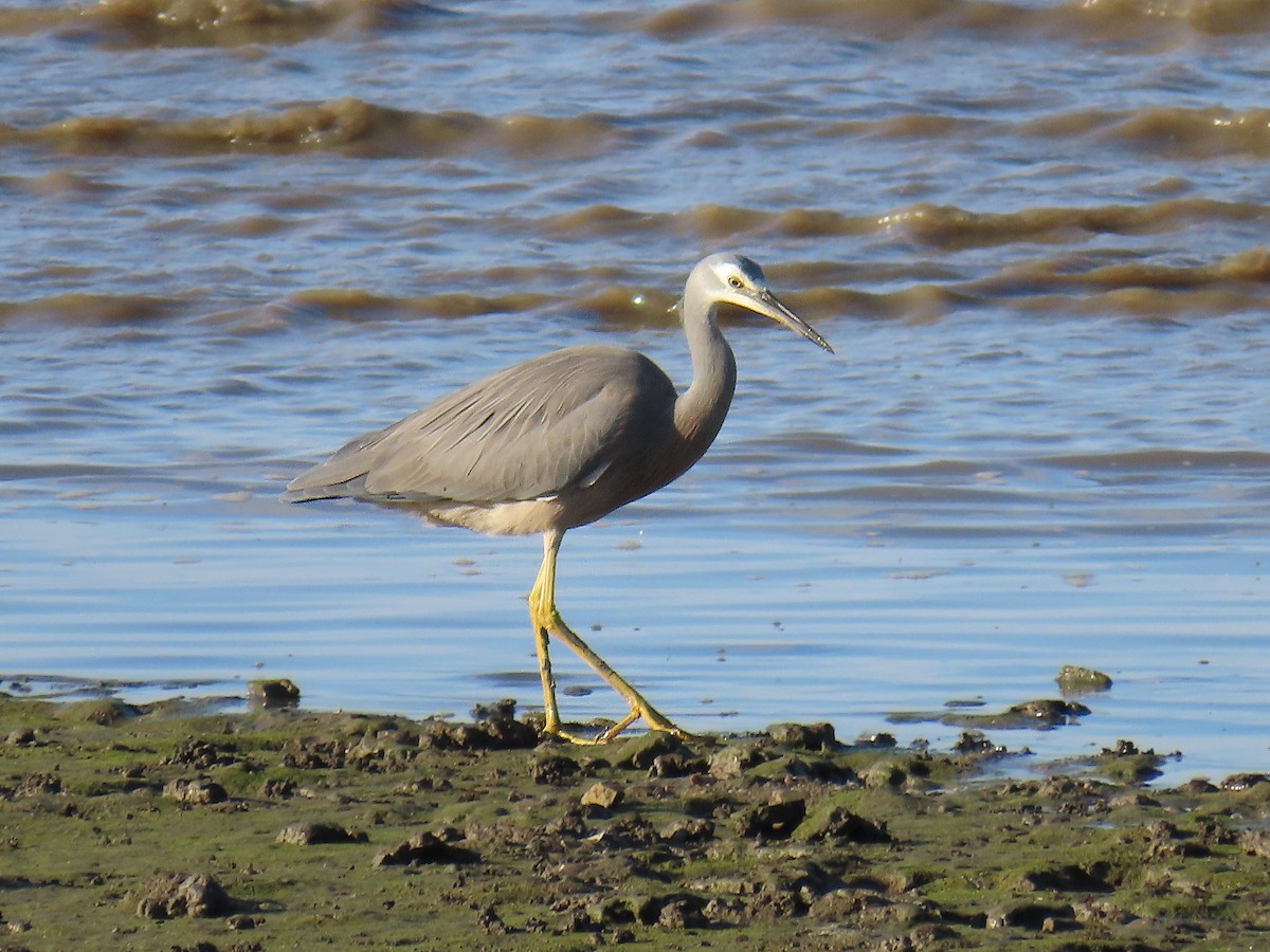 White-faced Heron - ML624121162