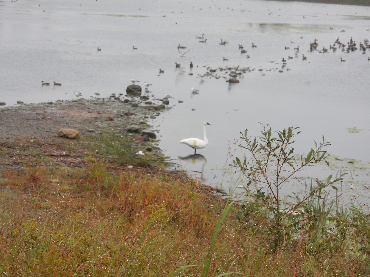 Trumpeter Swan - ML624121188